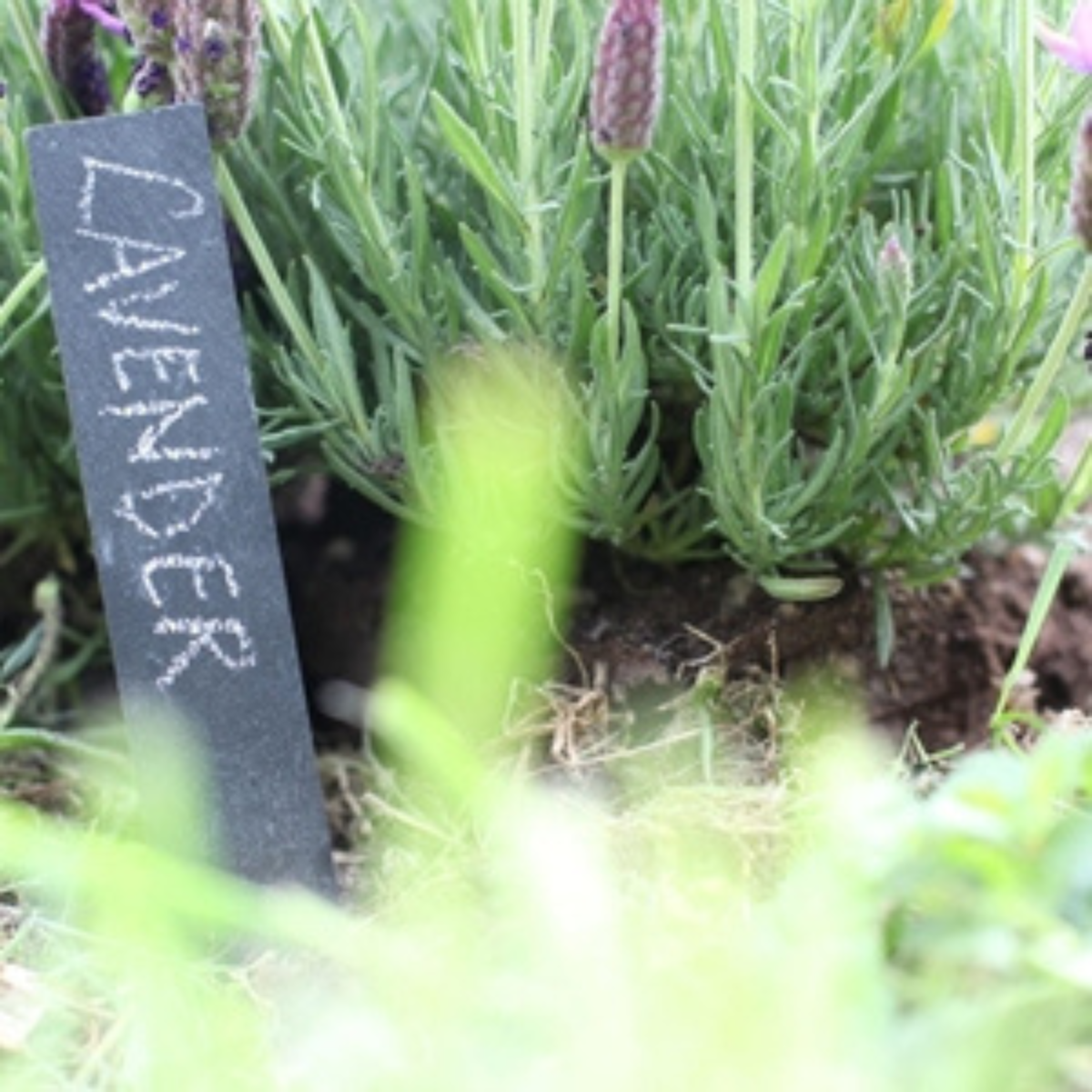 Slate Plant Markers