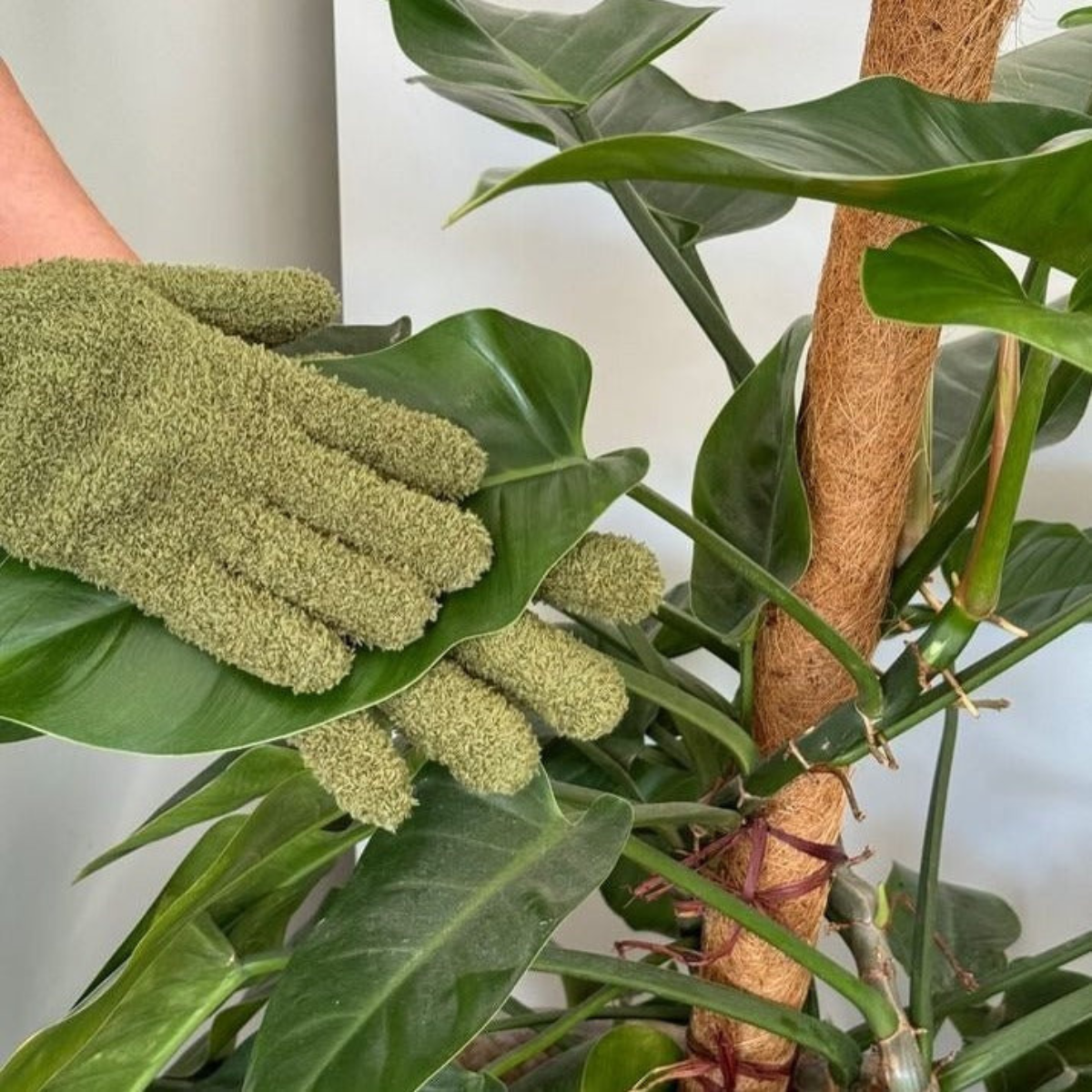 Plant Dusting Gloves