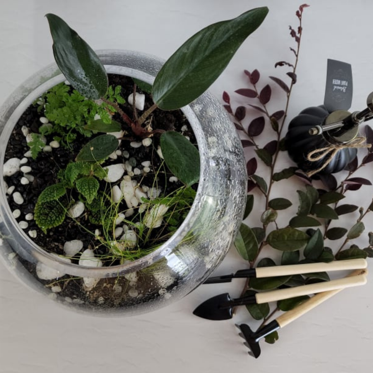 Terrarium'iffic