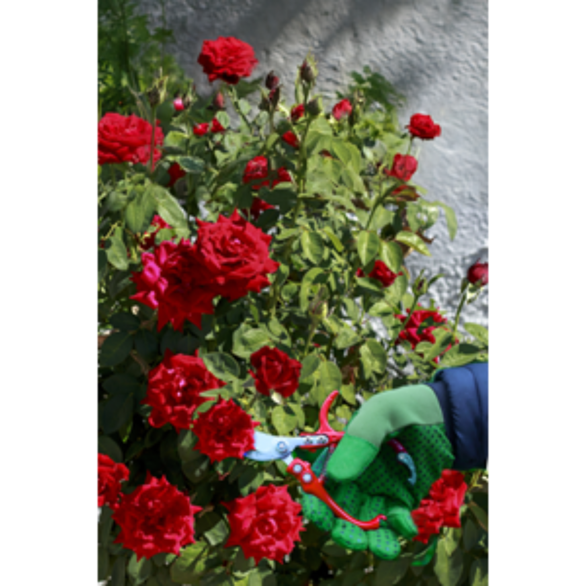 Rose Pruners Stainless Steel